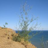 Delphinium paniculatum