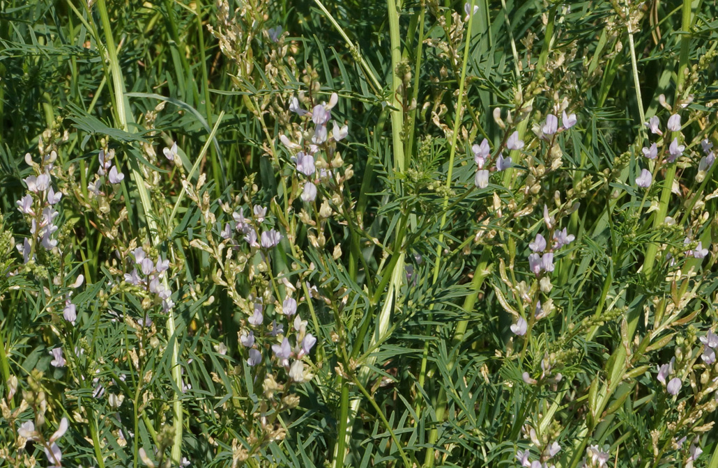 Изображение особи Astragalus sulcatus.