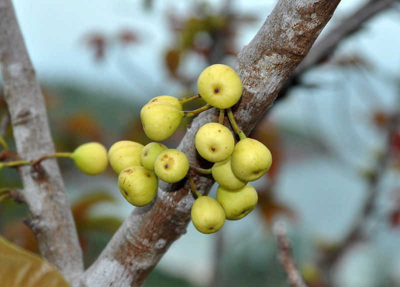 Image of Ficus variegata specimen.