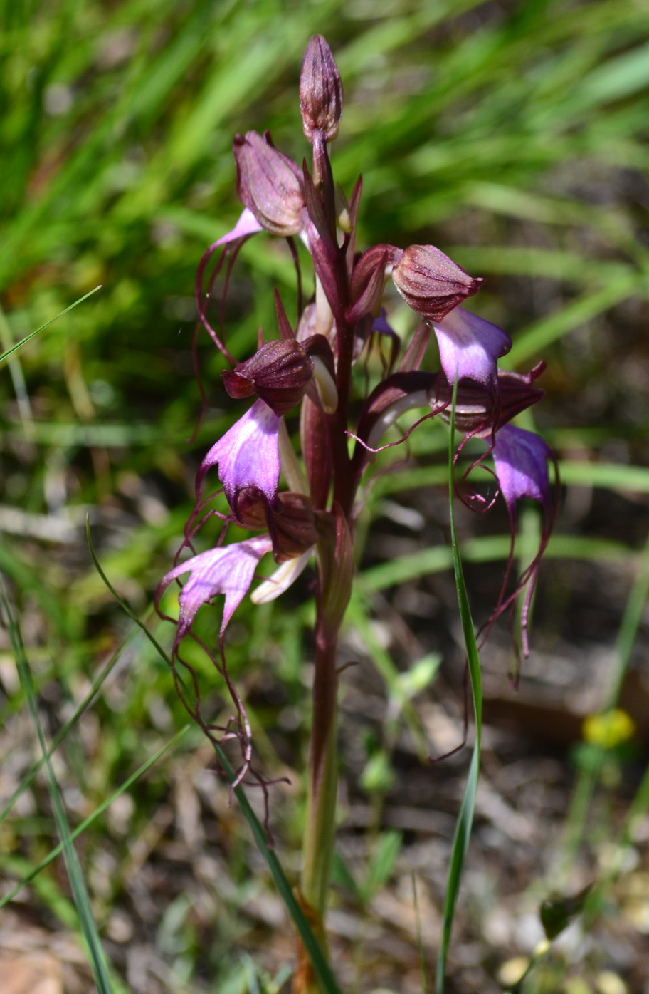 Изображение особи Himantoglossum comperianum.