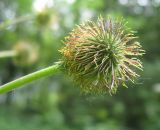 Geum macrophyllum. Незрелый плод. Томск, парк \"Университетская роща\". 07.07.2009.