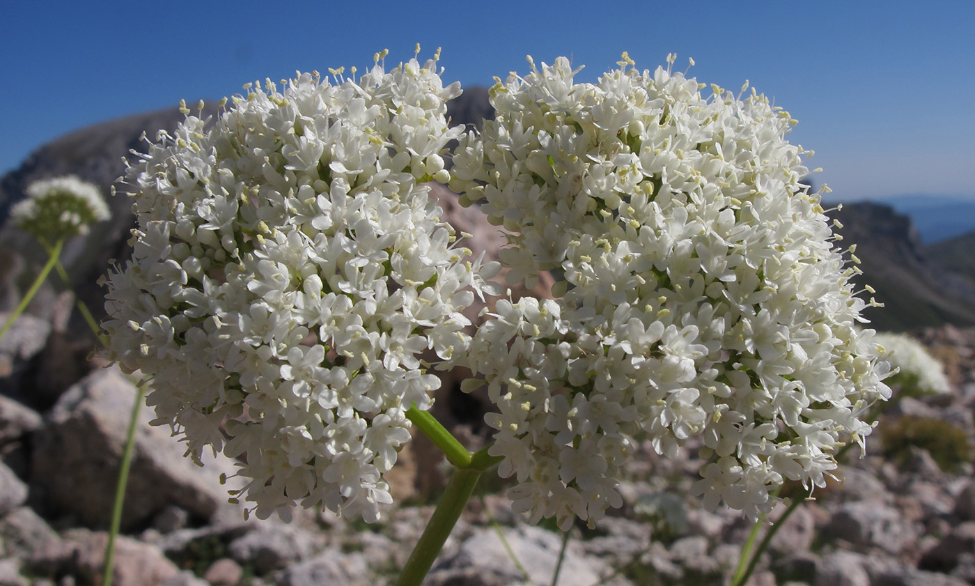 Image of Valeriana alliariifolia specimen.