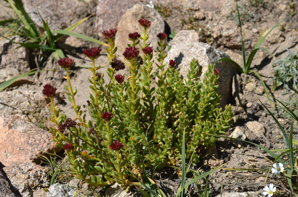 Image of genus Rhodiola specimen.