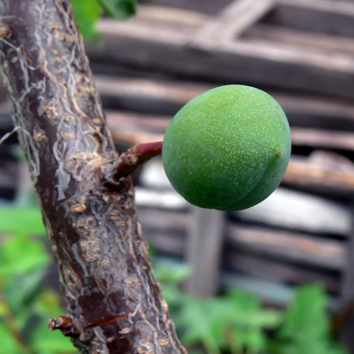 Изображение особи Prunus domestica.