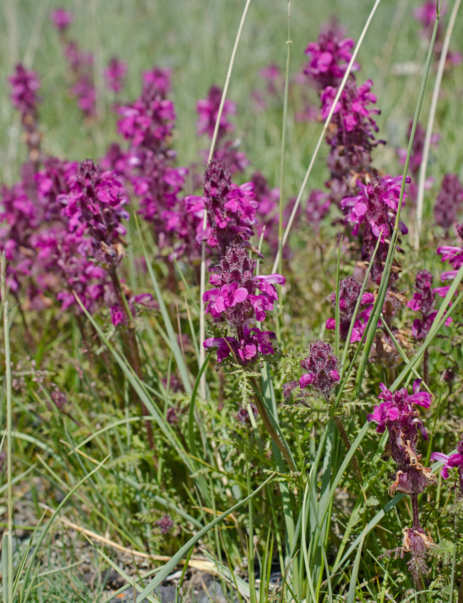 Image of Pedicularis moschata specimen.