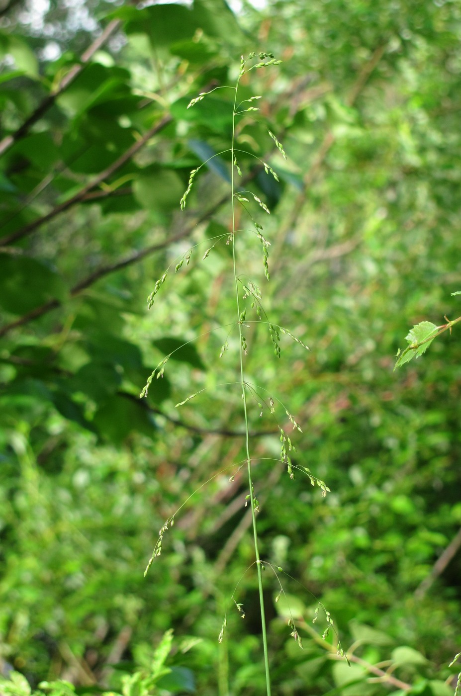 Image of Milium effusum specimen.