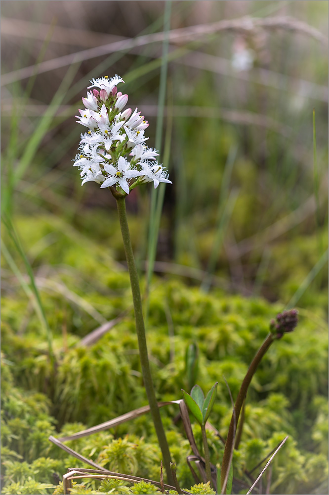 Image of Menyanthes trifoliata specimen.