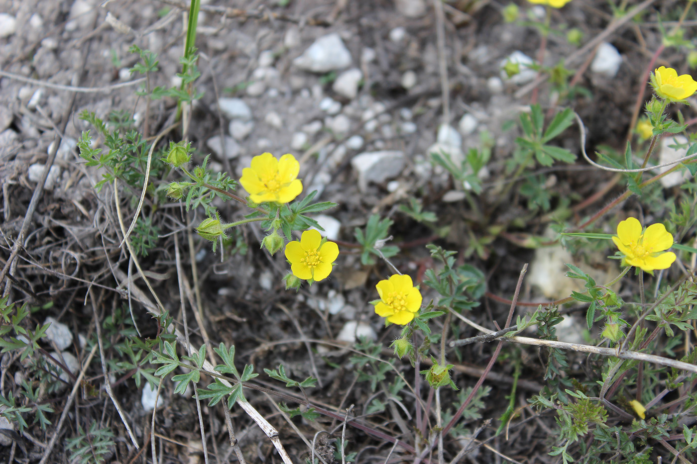 Image of Potentilla patula specimen.