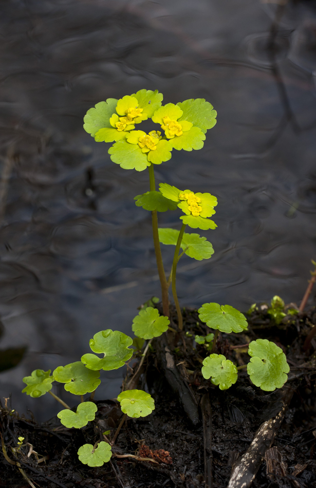 Изображение особи Chrysosplenium alternifolium.