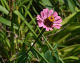 Zinnia elegans. Соцветие. Абхазия, Сухуми, Сухумский ботанический сад. 19.08.2015.