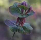 Lonicera caprifolium