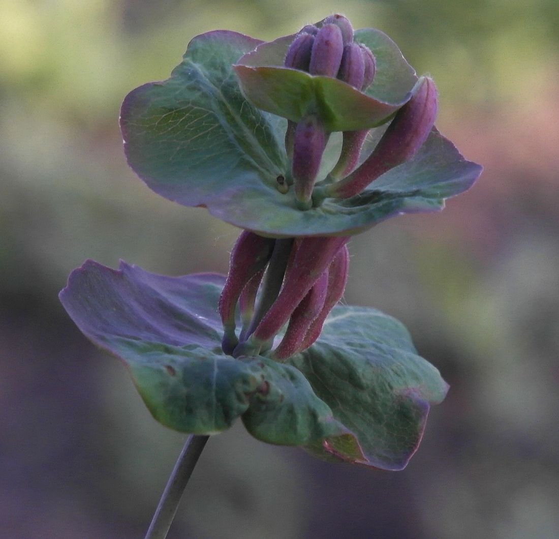 Image of Lonicera caprifolium specimen.