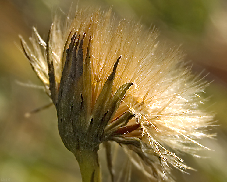 Изображение особи Scorzoneroides autumnalis.