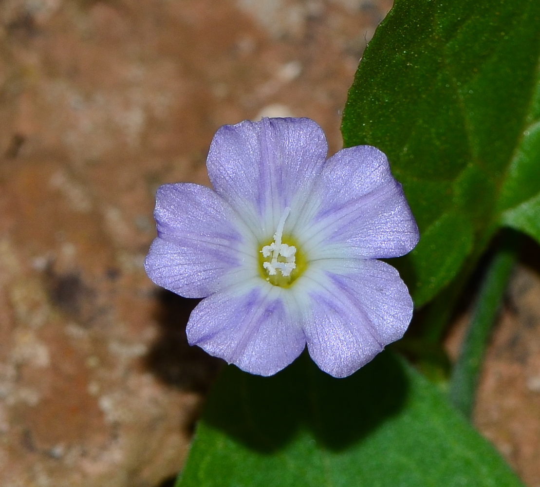 Изображение особи Convolvulus siculus.