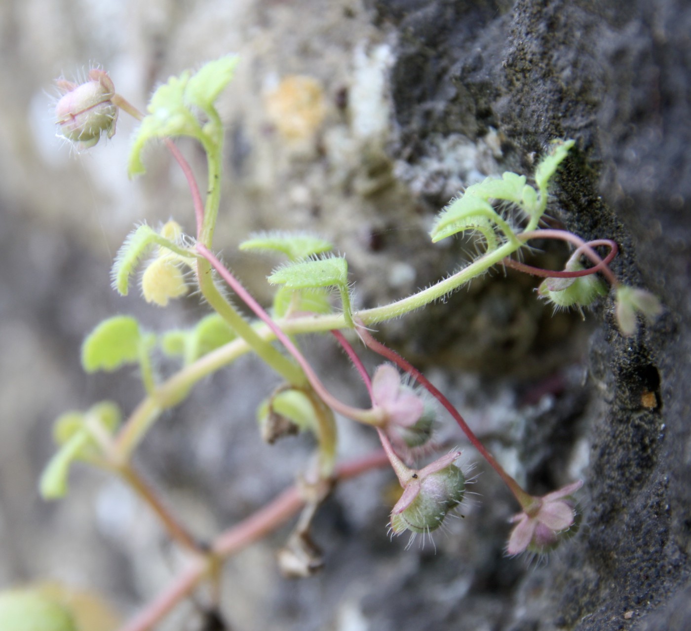 Image of Veronica cymbalaria specimen.