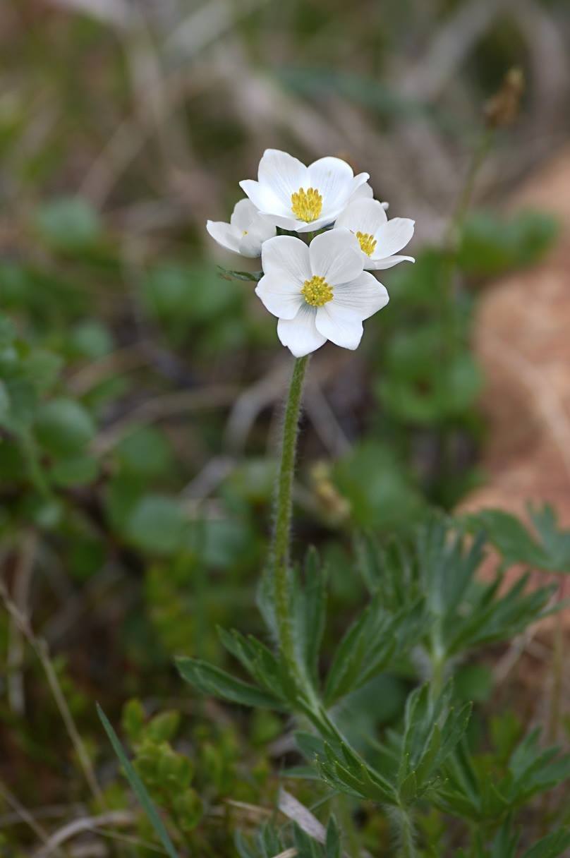 Image of Anemonastrum sibiricum specimen.