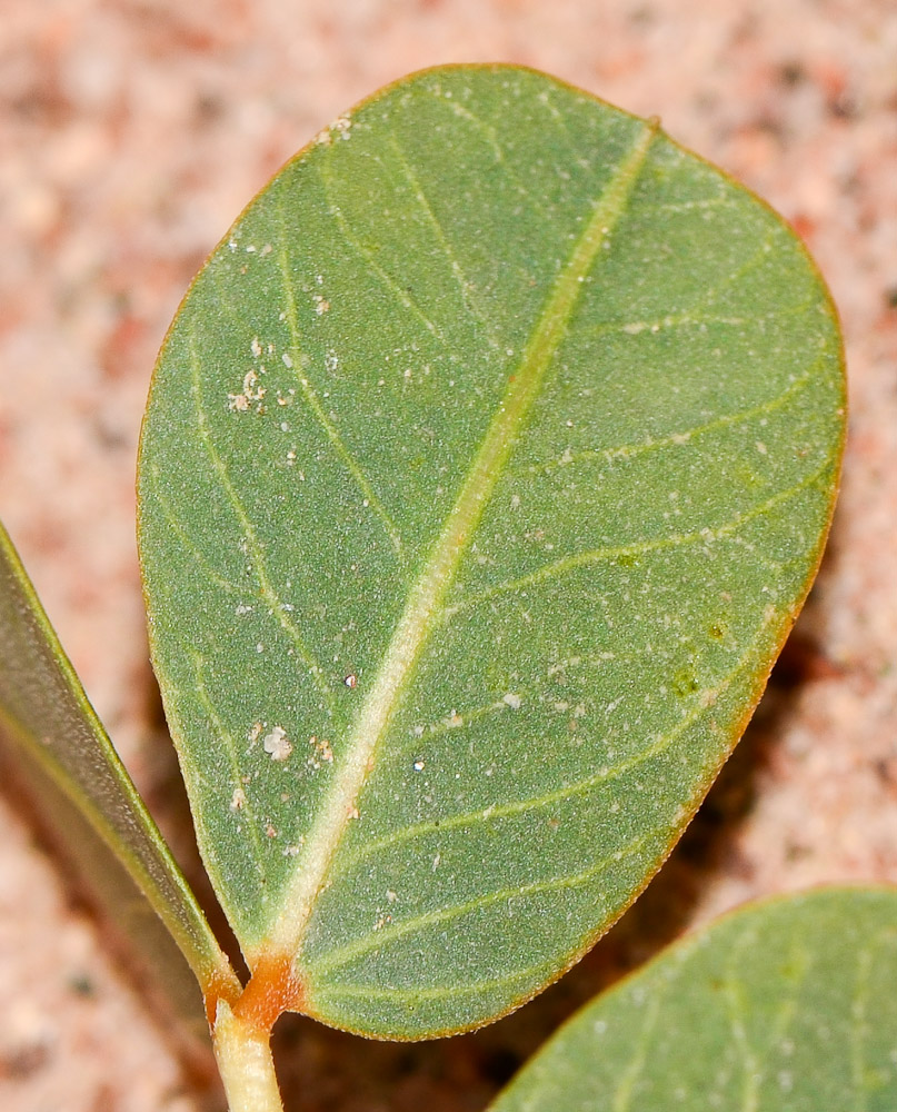 Image of Senna italica specimen.