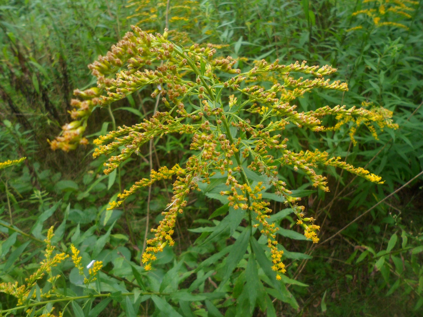 Изображение особи Solidago canadensis.