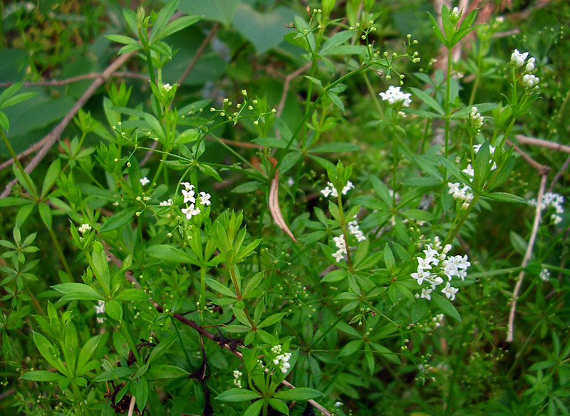 Изображение особи Galium rivale.