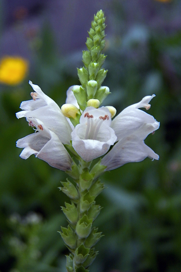 Image of Physostegia virginiana specimen.