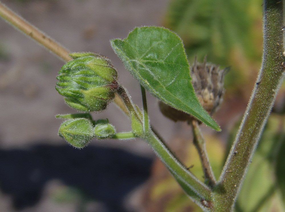 Image of Abutilon theophrasti specimen.