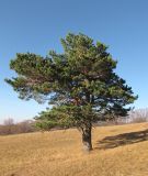 View full-size image Pinus sylvestris