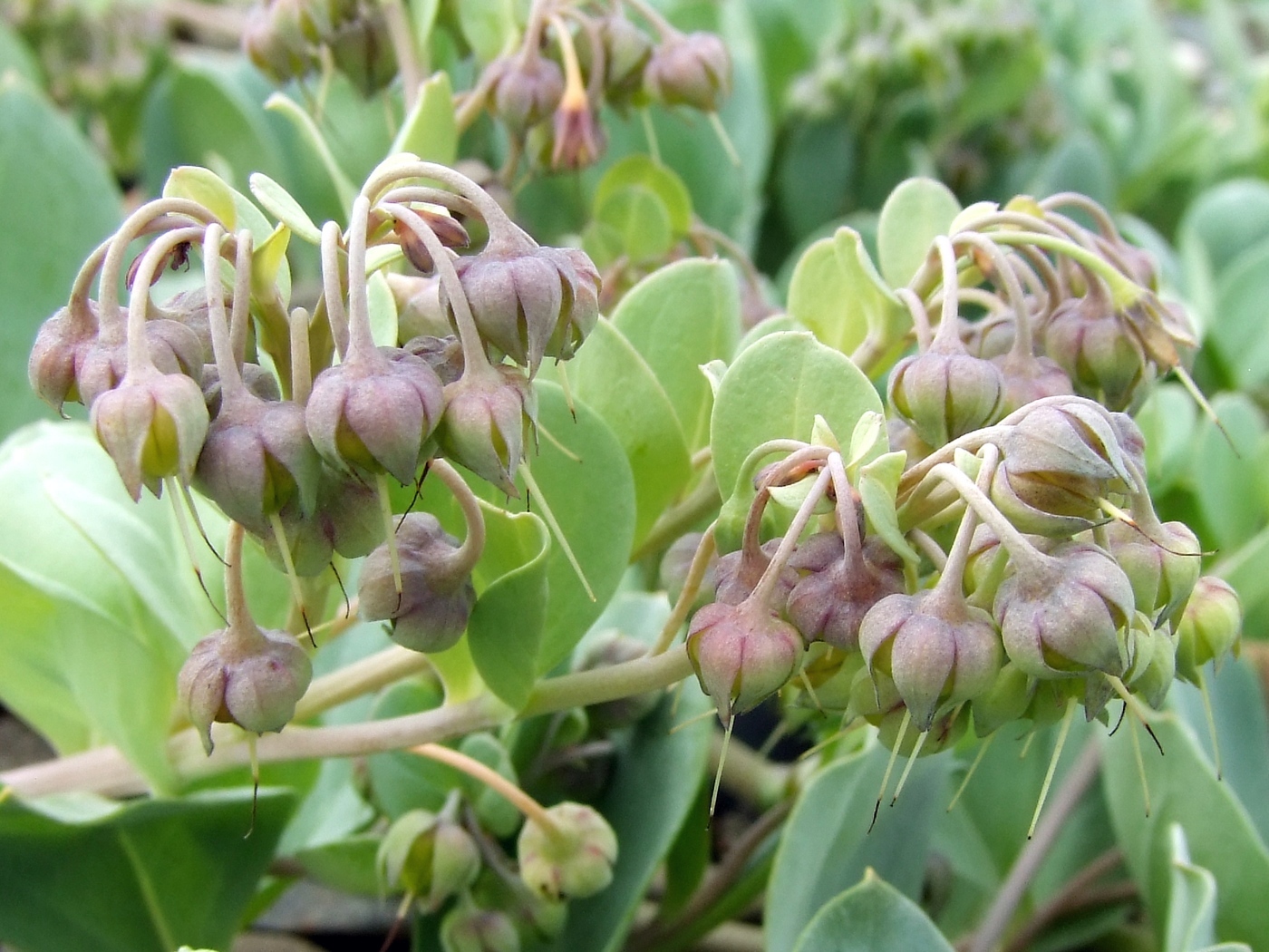 Изображение особи Mertensia maritima.