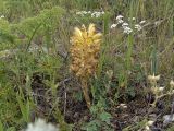 Orobanche gigantea