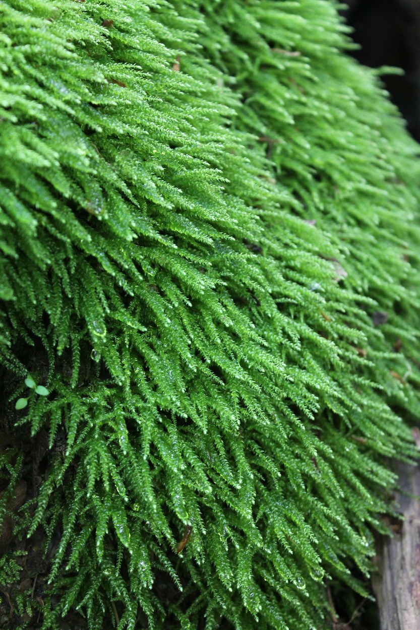 Image of Brachythecium rivulare specimen.