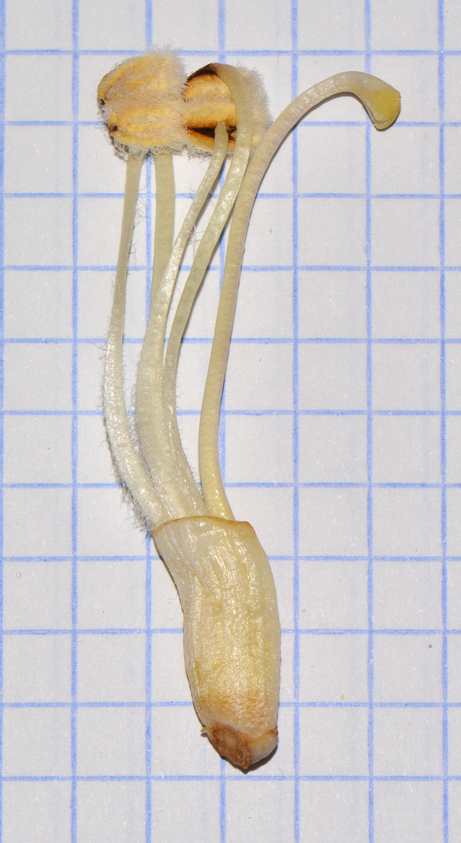 Image of Cistanche tubulosa specimen.