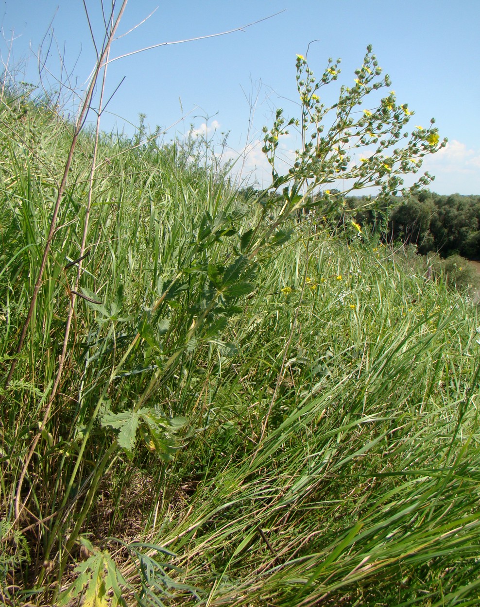 Image of Potentilla recta specimen.