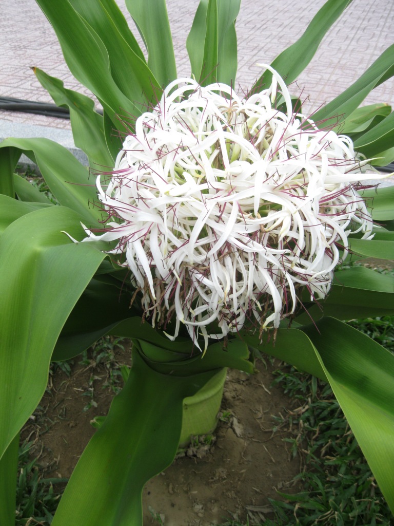 Image of Crinum asiaticum specimen.