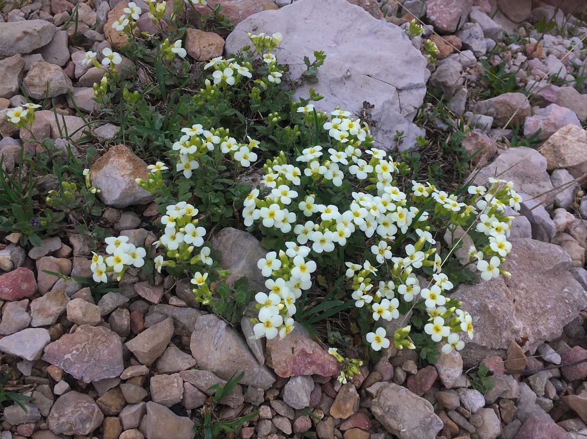 Image of Arabis caucasica specimen.