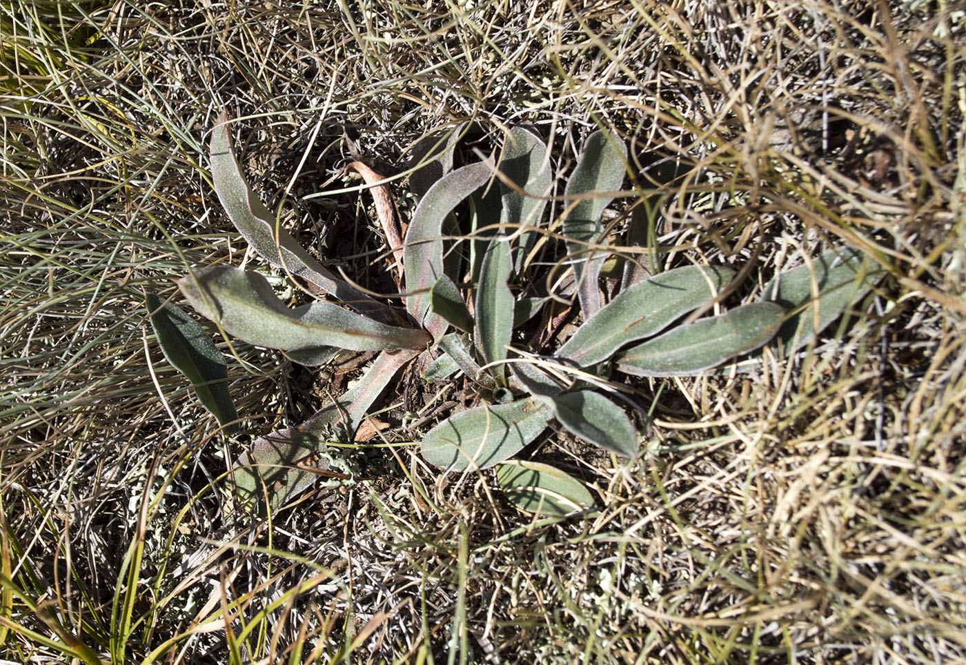 Image of Goniolimon platypterum specimen.