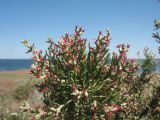 Salsola arbusculiformis. Верхушка цветущего растения. Казахстан, глинисто-щебнистая прибрежная пустыня в р-не ю-з. угла оз. Балхаш. 24 мая 2017 г.