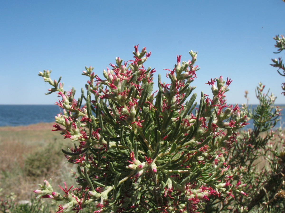 Изображение особи Salsola arbusculiformis.