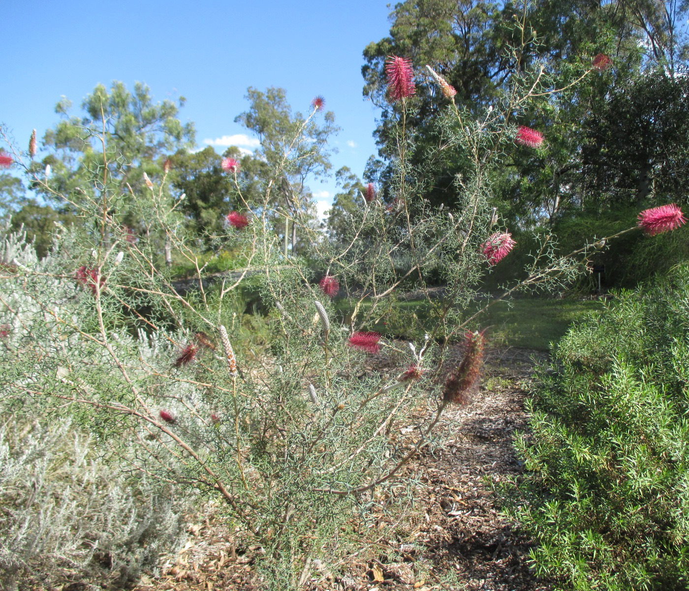 Image of Grevillea paradoxa specimen.