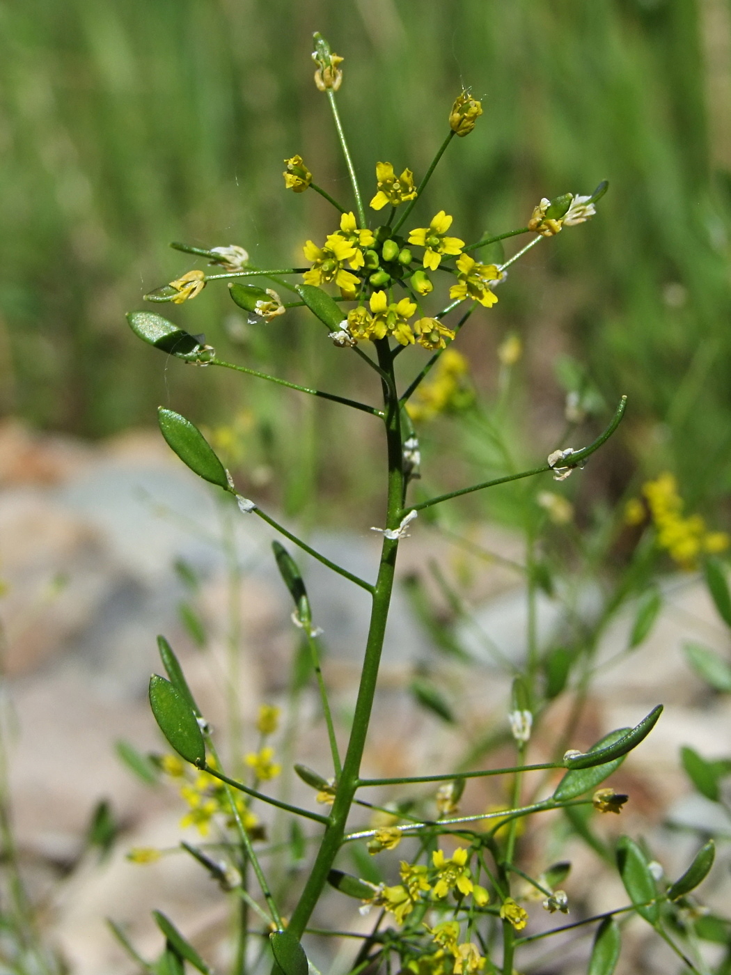 Image of Draba nemorosa specimen.