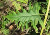 Смотреть изображение Saussurea odontolepis