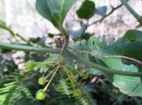 Smilax australis