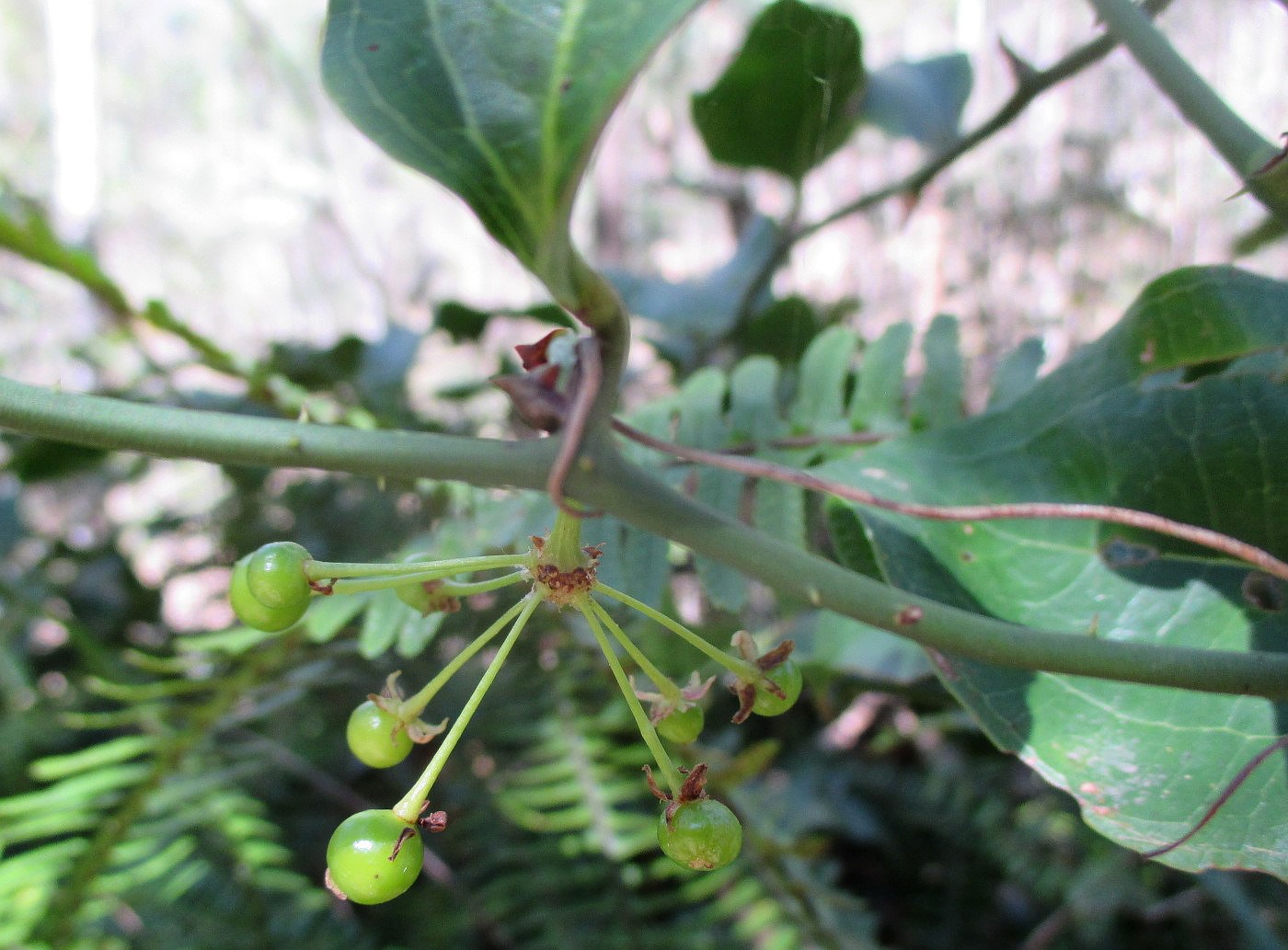 Image of Smilax australis specimen.