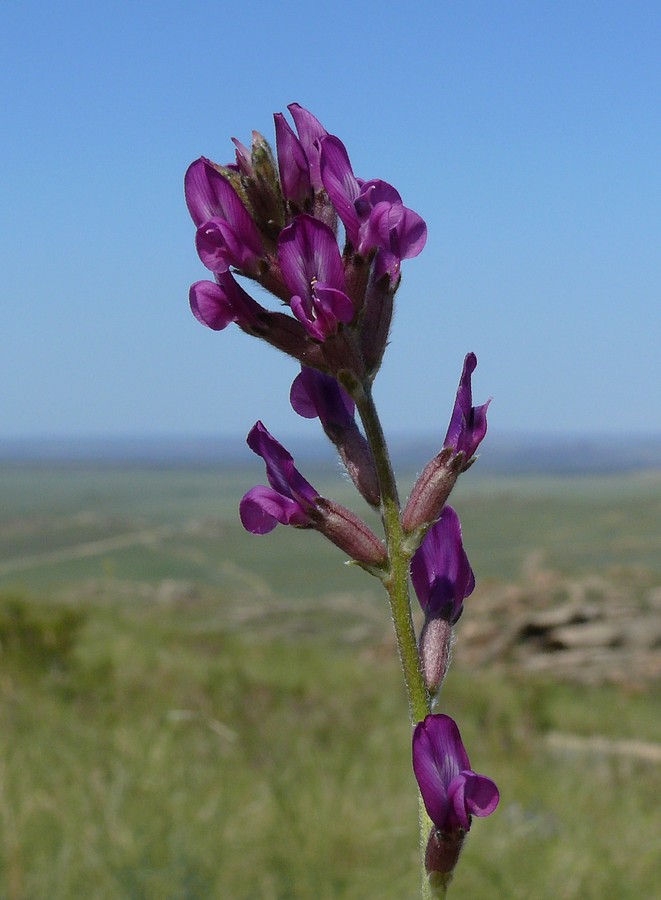 Image of Oxytropis songarica specimen.