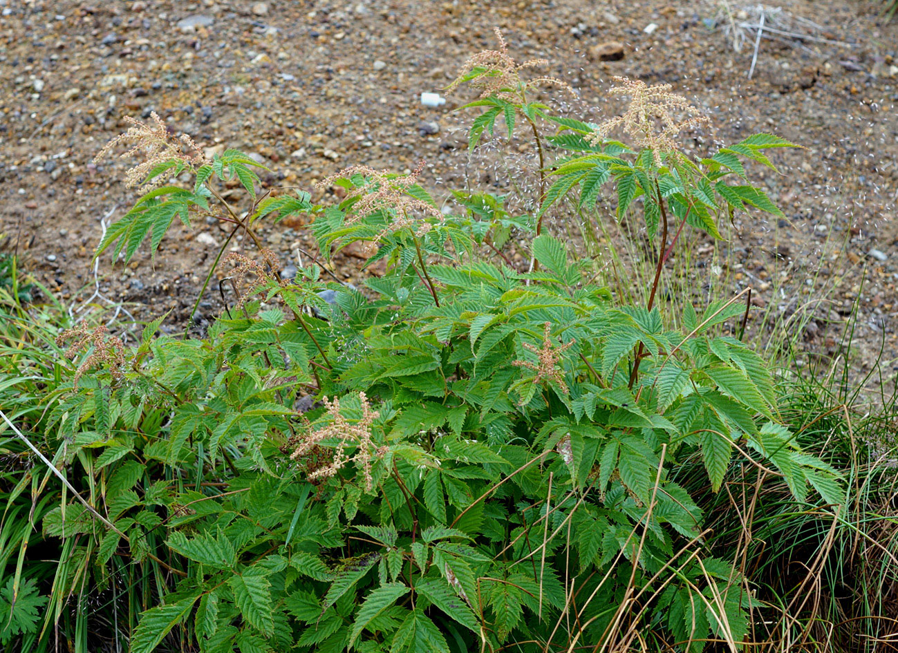 Image of Aruncus dioicus specimen.