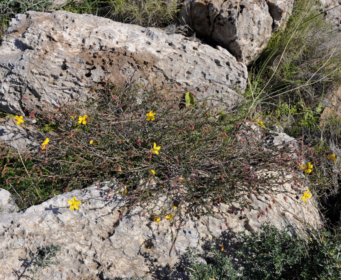 Image of Fumana arabica specimen.