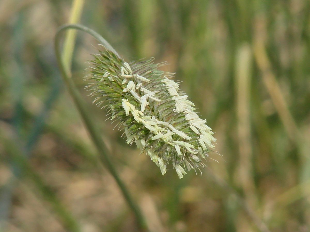 Image of Agropyron cristatum specimen.