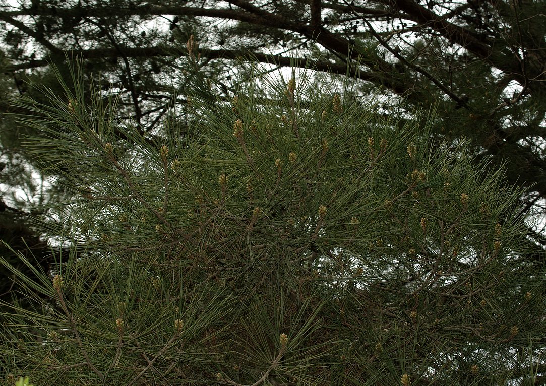 Image of Pinus pityusa specimen.