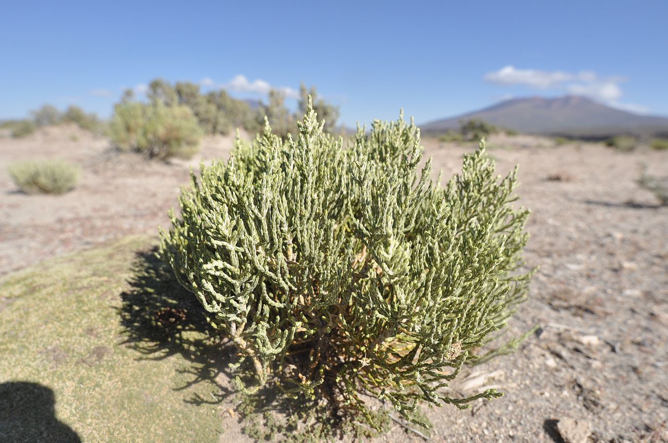 Image of Parastrephia quadrangularis specimen.