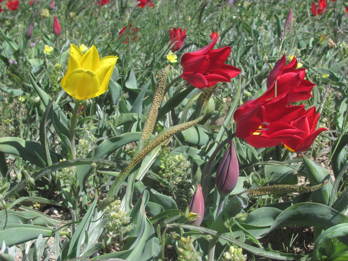 Image of Tulipa suaveolens specimen.