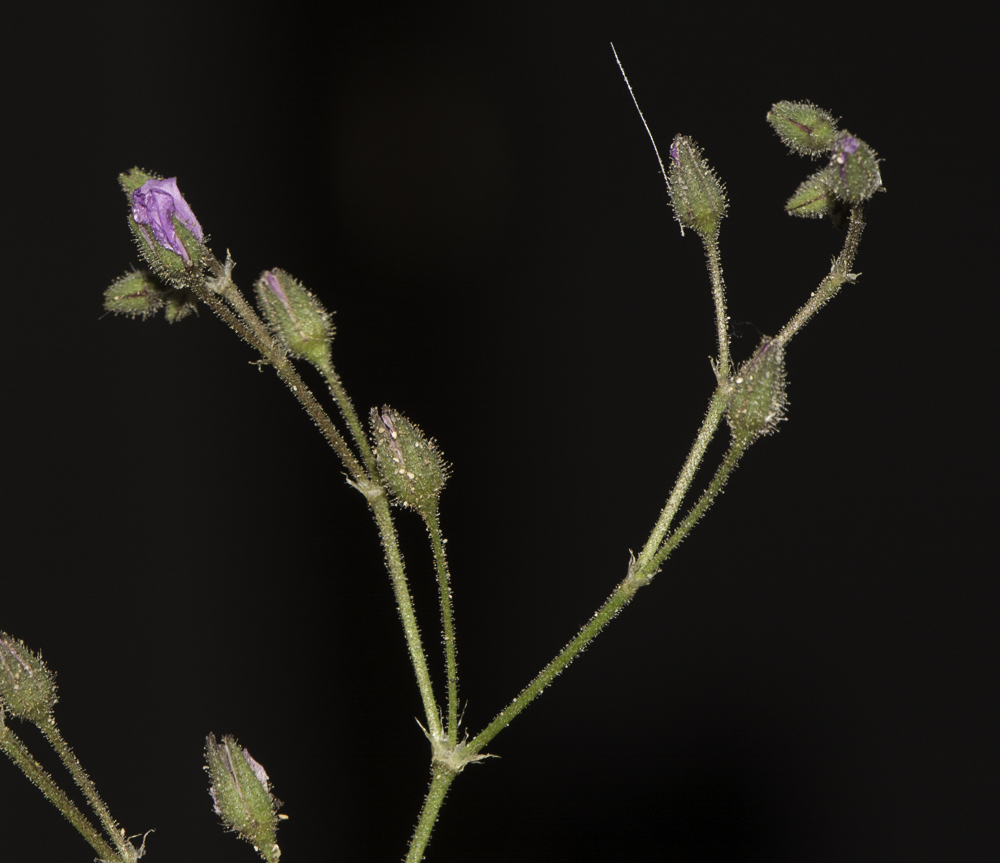 Image of Spergularia fimbriata specimen.