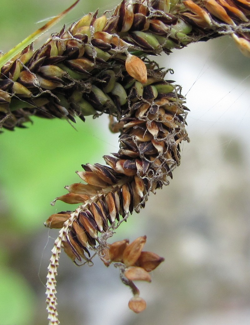 Image of Carex buekii specimen.